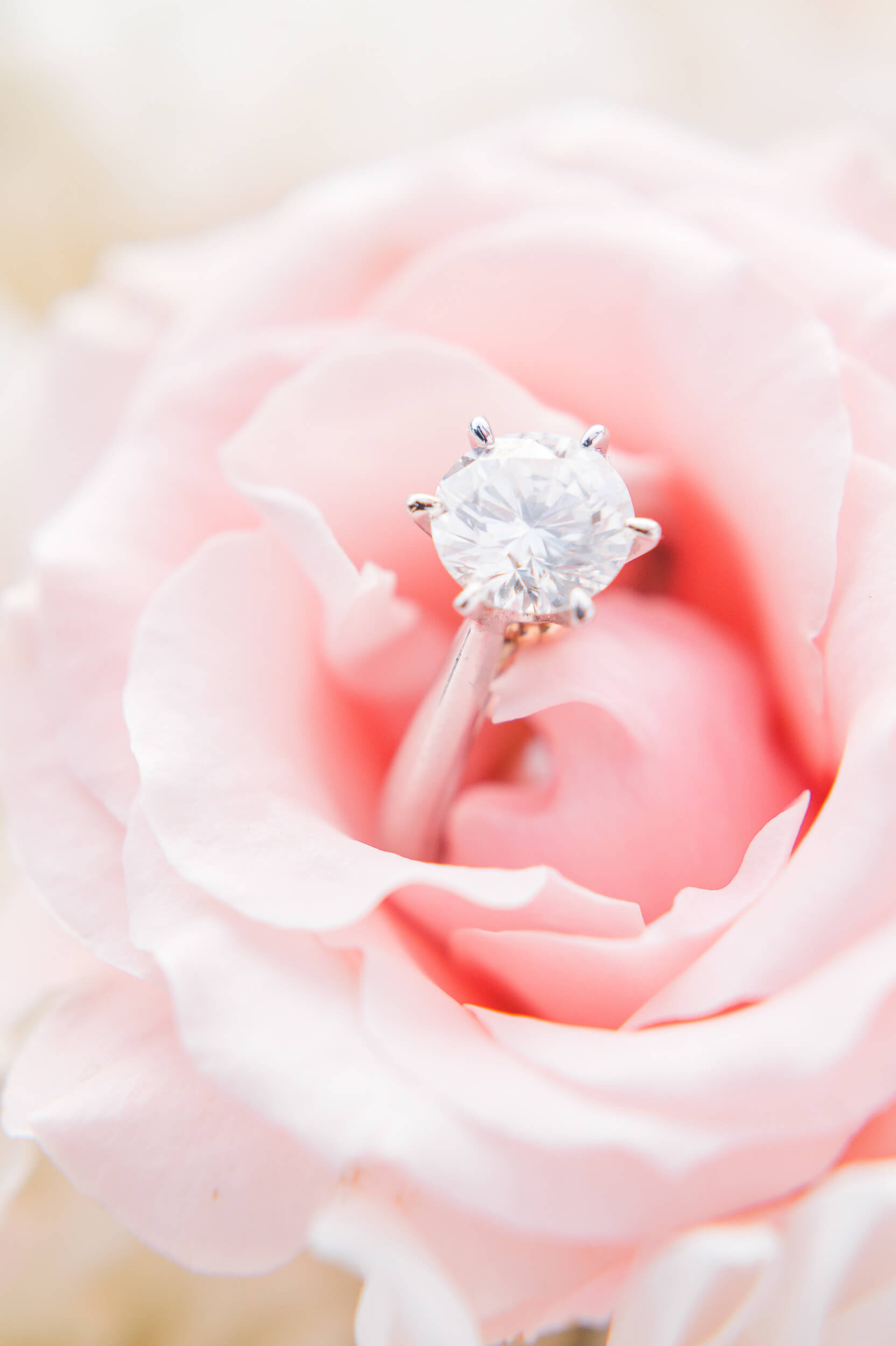 Close up of a white gold diamond engagement ring sitting in a light pink rose.