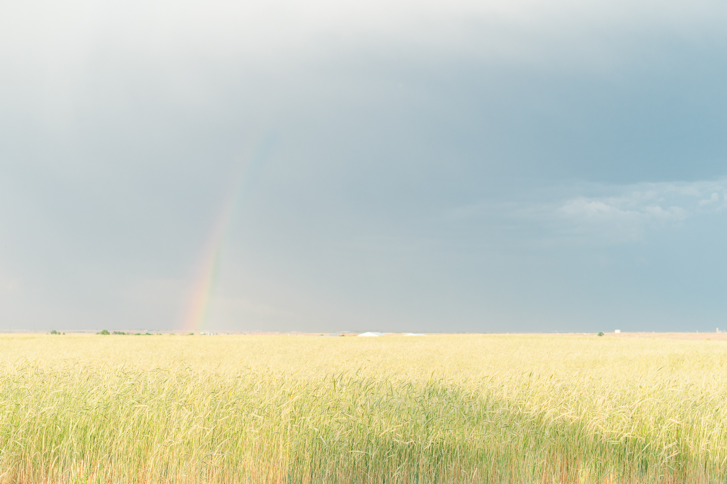 A wide shot of a rainbow over a yellow and green field.