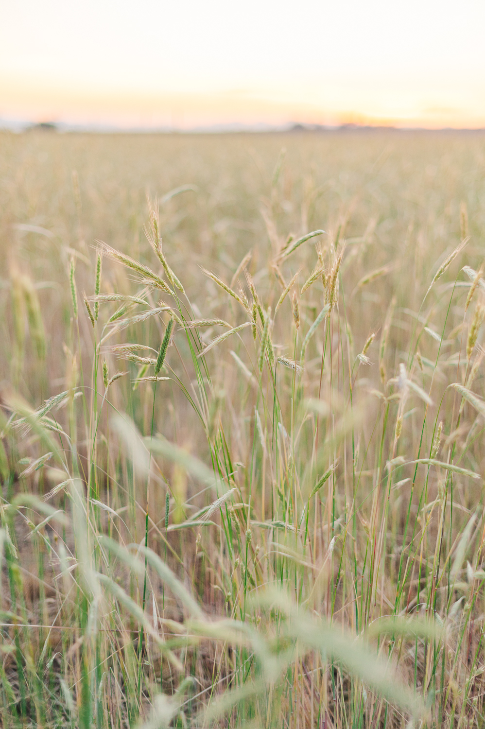 Field of wheat at sunset.